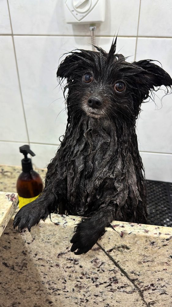 Cãozinho tomando banho na Play Dog